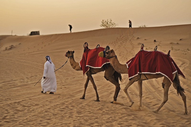 MSC, Dubai, Kamele